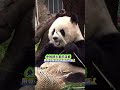 央媽鏡頭裡的渝愛,榮辱不驚.淡定從容的乾飯 #不止我一個想rua大熊貓 #大熊貓渝愛央視頻