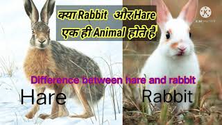 Rabbit And Hare में क्या अंतर होता है। Difference Between Hare And Rabbit.