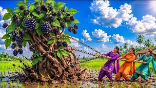 Giant Blackberry Festival In Village 🍇 🌲