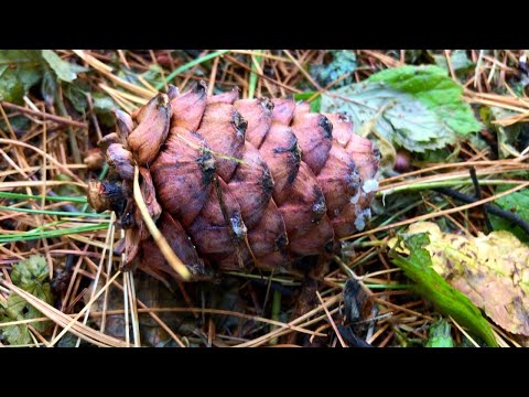 Курс обучения травников 100 главных трав Руси - ответы на вопросы