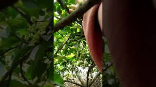 Petik Petik Alpukat shorts pohonalpukat