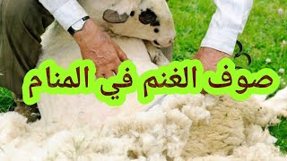 تفسير رؤية صوف الغنم في المنام للحامل والمتزوجة والعزباء والمطلقة والأرملة والرجل والشاب الاعزب