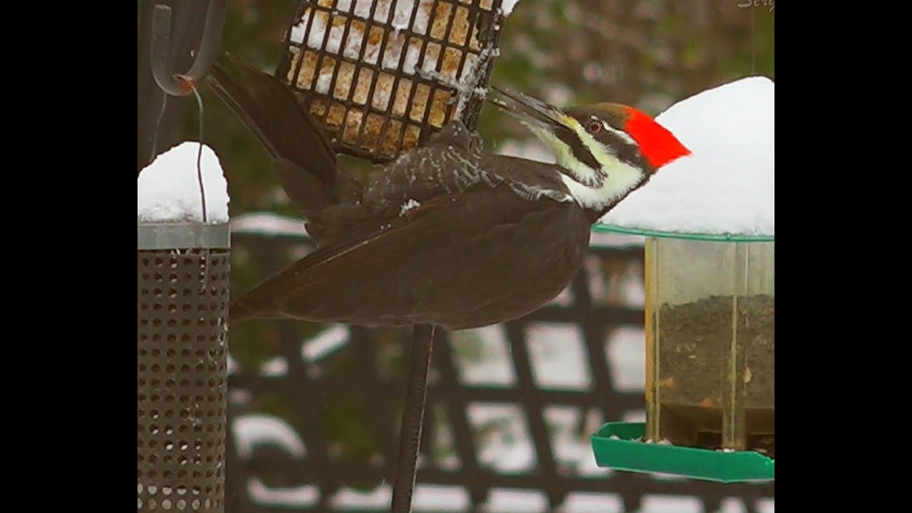 null hypothesis Le Grand Pic Et ses Amis ! - Pileated Woodpeckers and his Friends ! - Aventure Nature
