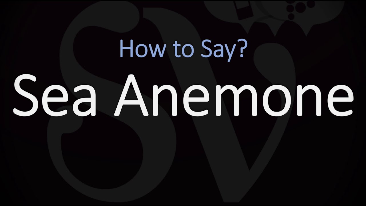 How To Pronounce Sea Anemone? (Correctly) - Youtube