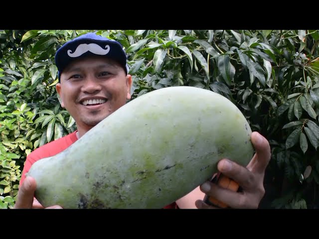 buah mangga terbesar di dunia class=