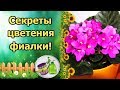 ФИАЛКА БУДЕТ ЦВЕСТИ КРАСИВО, ЕСЛИ... МОИ СЕКРЕТЫ КАК ЗАСТАВИТЬ ФИАЛКУ ЦВЕСТИ ДОЛГО!