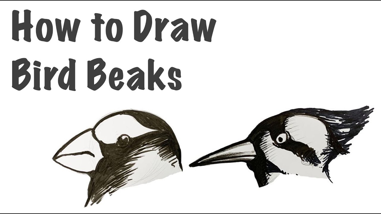 Vintage Bird Diagram  Bird beaks Bird drawings Bird beaks drawing