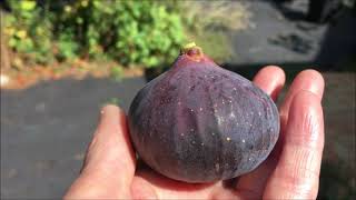 Figs. Инжир. Выращивание в контейнере на балконе? Обзор сортов  VdS, Long de Peronne, MBVS, Florinda