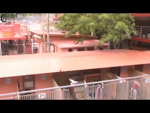 თამაზ ელიზბარაშვივილი ძაღლთა თავშესაფარი...