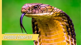 Explorando la naturaleza salvaje: Un encuentro cercano con dragones, víboras y monstruos