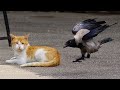 ПРИКОЛЫ С ЖИВОТНЫМИ /Умные коты /#15/ Подборка смешных котов / Funny animals video