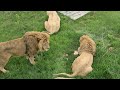 Молодой набросился на вожака! Тайган Life of lions in Crimea