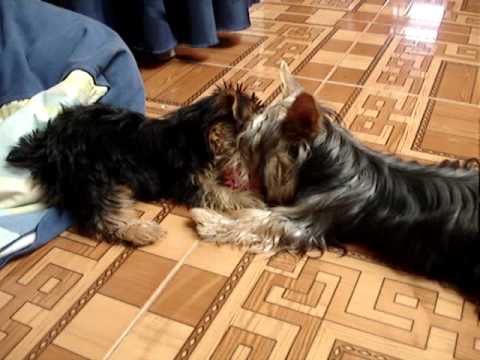 Video: Sådan Får Du En Yorkshire Terrier