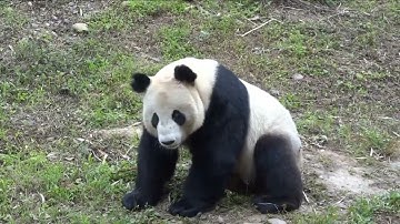 Cute pandas bleating(sheep_ like sound ) and making other moises