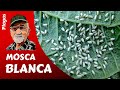 𝗠𝗢𝗦𝗖𝗔 𝗕𝗟𝗔𝗡𝗖𝗔: como tenerla bajo control. Plagas del huerto, minimiza los daños de LA MOSCA BLANCA