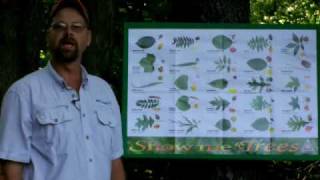 Tree ID Project