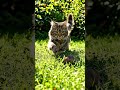 Caught Eating 😱”#shorts#cat#catvideo#viralshorts#animals#funnyanimals#catlife#kitten#trending#usa#uk