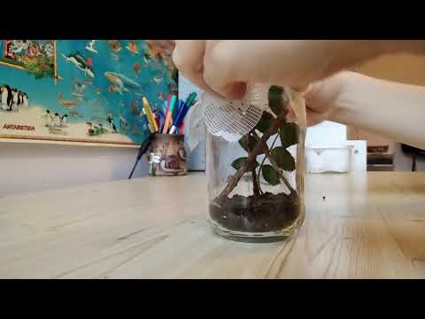 Video: Jak Pěstovat Motýla Z Housenky