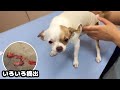 子犬チワワの避妊手術、初めてのお泊り〜帰宅後に見せた変な行動【閲覧注意】
