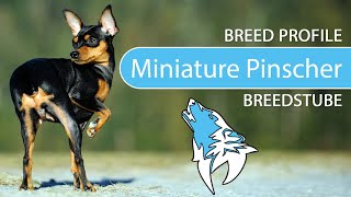 ► Miniature Pinscher Breed [2020] Temperament & Training by Breedstube 159 views 2 years ago 3 minutes, 52 seconds