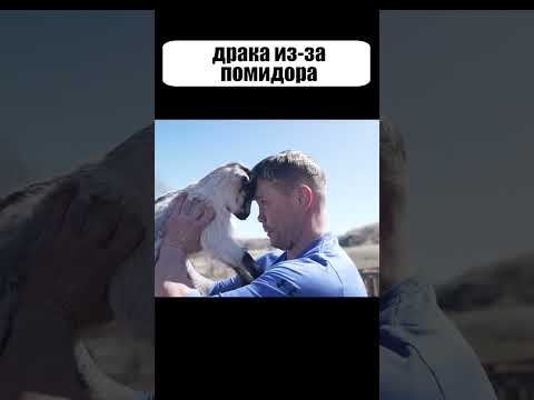 Вот что бывает, когда ДОБРОТУ принимают за СЛАБОСТЬ 😅😅😅 #shorts