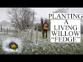 My dream smallholding planting a living willow fedge  super warm day 