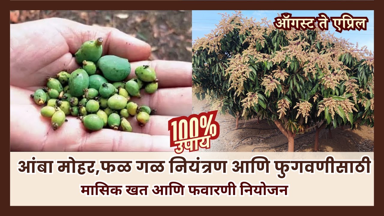 आंबा मोहर आणि छोट्या (अपरिपक्व) फळांची गळ थांबवणे तसेच फळ फुगवणीसाठी फवारणी आणि खत नियोजन.