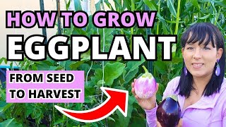 The Ultimate Eggplant Growing Guide From Seed To Harvest 