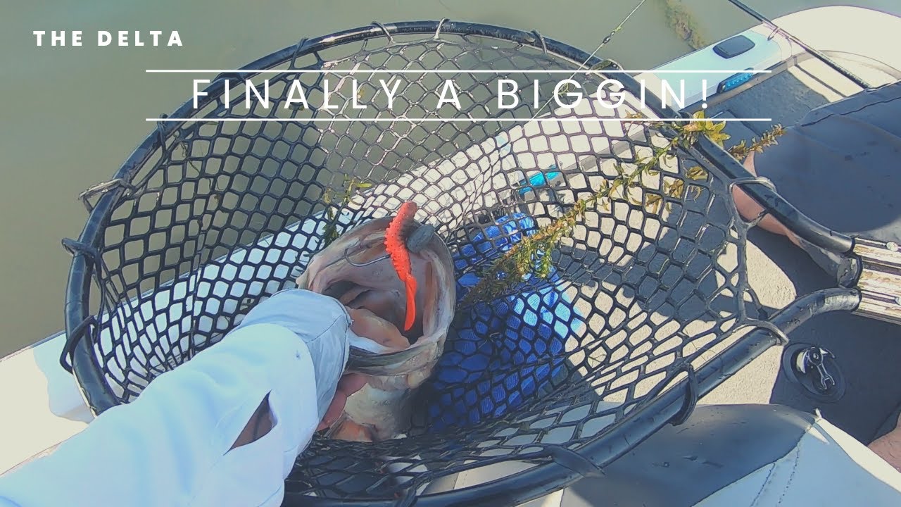 CA Delta Bass Fishing … Biggest Bass this year!