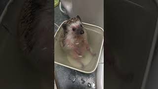 Adorable Hedgehog Takes a Bath! #Shorts #Hedgehog