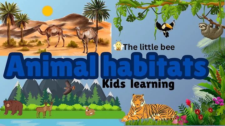 Animal And Their Habitats Desert , Forest , Freshwater ,Marine ,Rainforest for Kids Learning Part 02