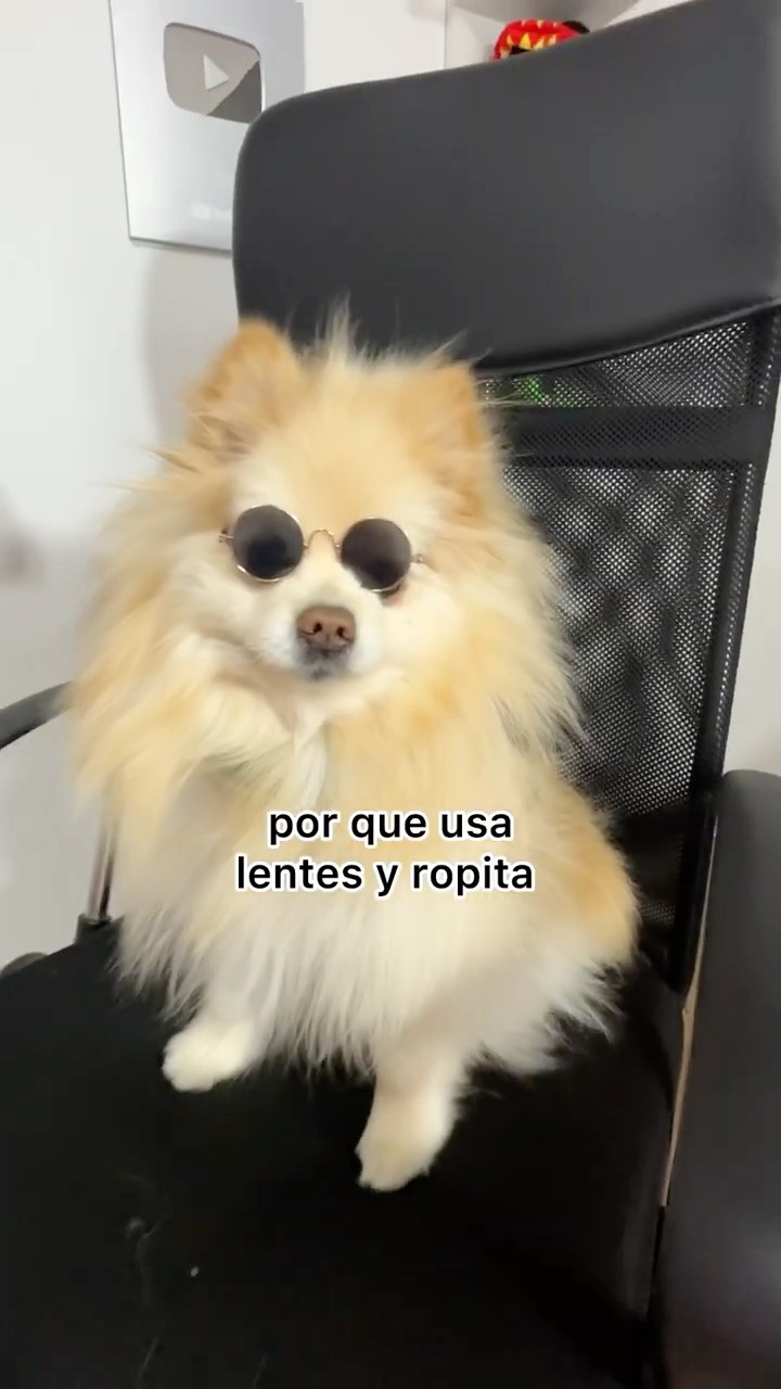 SCRAPPY QUIERE SER MODELO #shorts