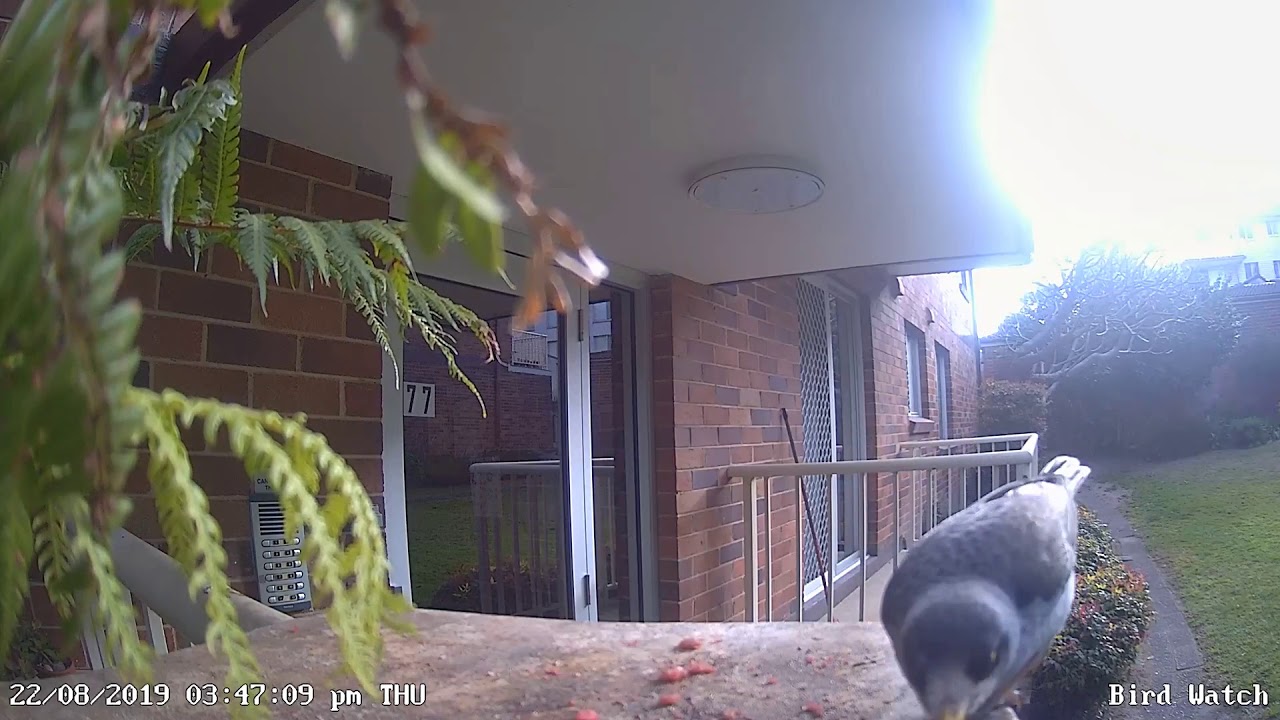 Australian Noisy Miner 