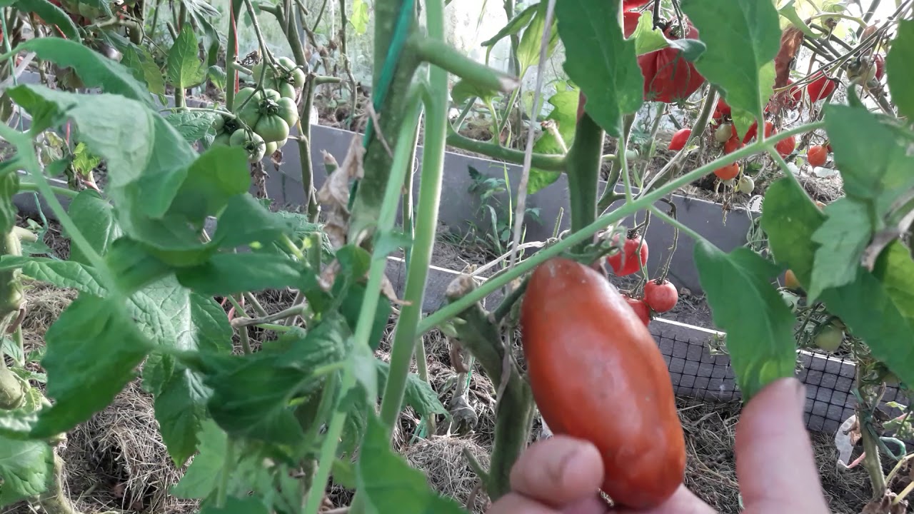 Томат Клубничное Дерево Фото
