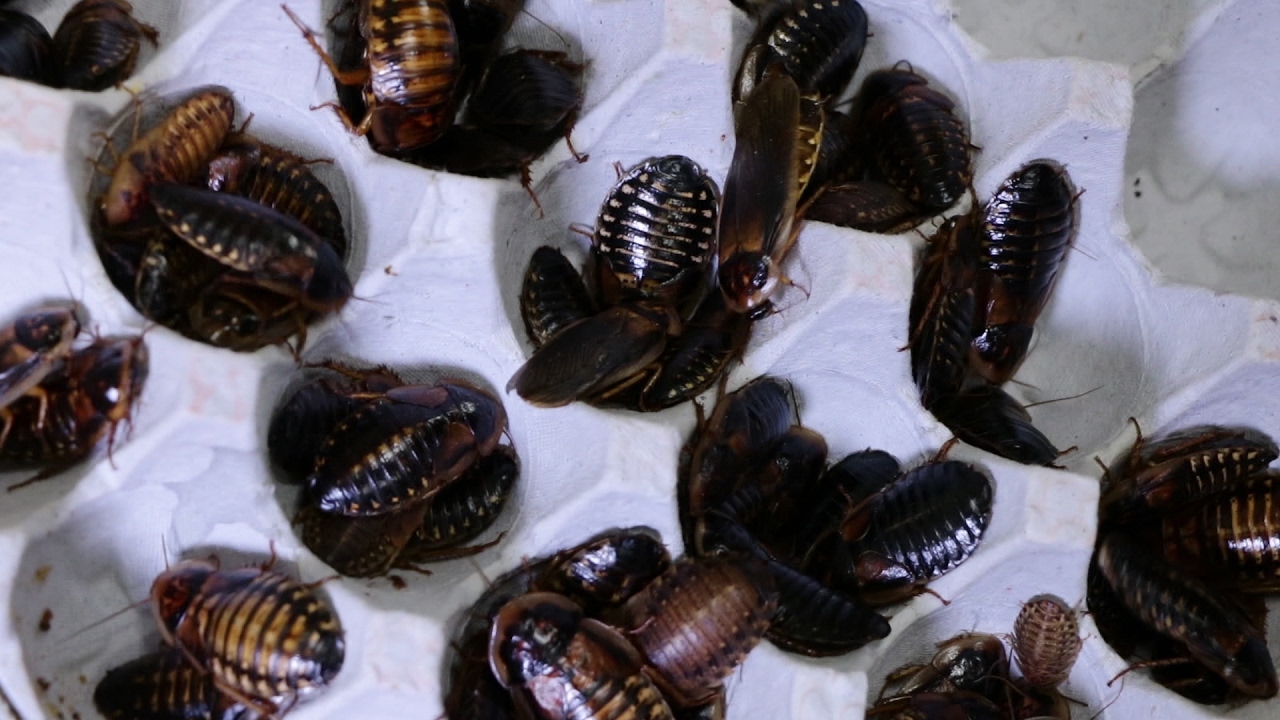Touring Rainbow Mealworms YouTube Touring Rainbow Mealworms YouTube
