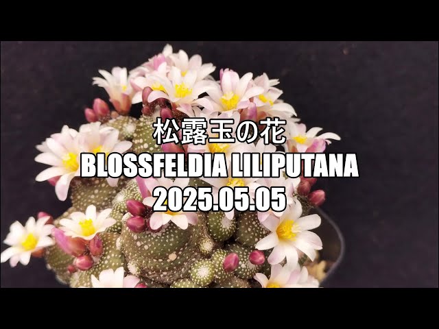 松露玉の花 Blossfeldia liliputana 2025 05 05 - YouTube