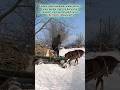 Horse Pulls Cart Through Deep Snow On Village Road