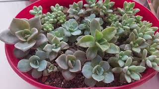 Yapraktan büyüyen Sukulent bebeklerim🤗 #succulent #vlog