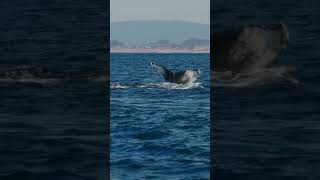 Humpback Whale Exhales Rainbow And Then Dives!