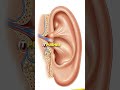 The Real Reason Your Ears Explode on Planes — Nobody Told You This.......
