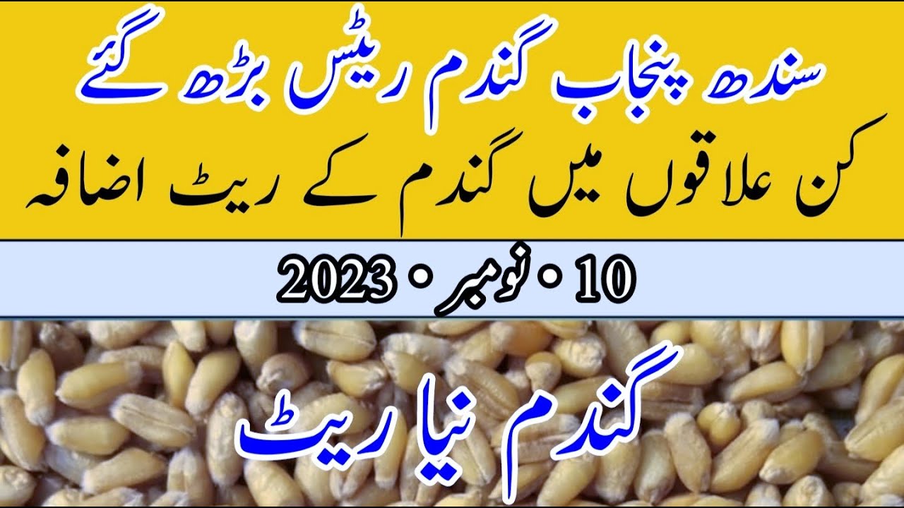 Wheat price today in Sindh Punjab | Gandam rate today | aj Gandum.ka ...