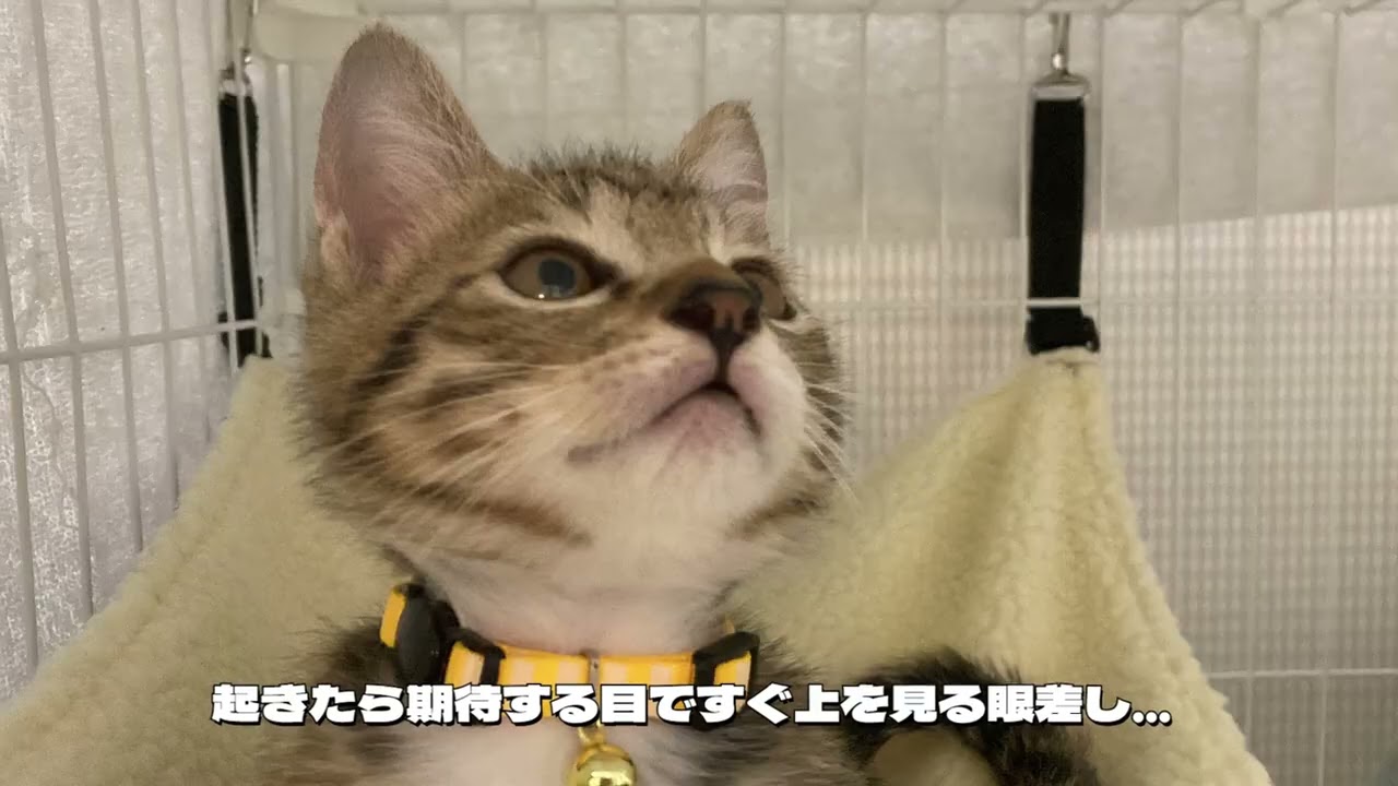 ロキくんの部屋 202309 Vol 101