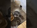 #funny #funnypets #youtube #cat #funnyanimals #youtubeshorts