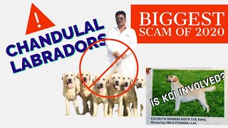 Fraud Chandulal Labrador Hyderabad | Kci Scam 2020 | Fraud Labrador Breeder | Scoobers Report