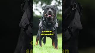 Saldırgan Köpekler