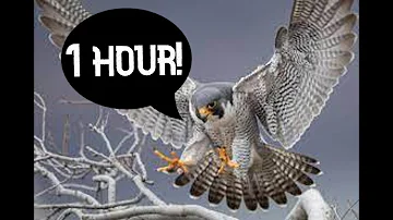 Hej sokoły (Hey Falcons) 1 hour version!