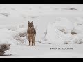 Winter Wildlife Photography Inspirational Short Film