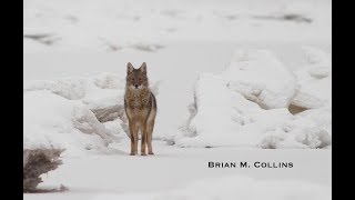 Winter Wildlife Photography Inspirational Short Film
