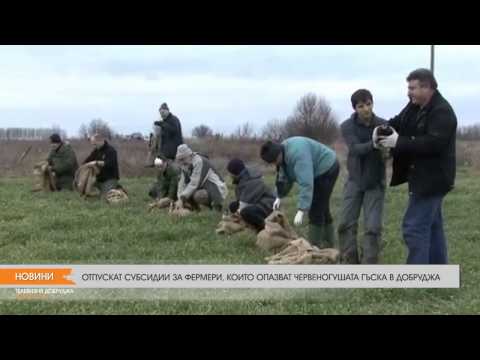 Видео: Червеногуша гъска: описание, местообитание, размножаване