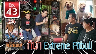 กีฬาสุนัขพิทบูล (Extreme Pitbulls Impossible Power )- เ​พื่อนรักสัตว์เอ๊ย EP.43 (2/4)